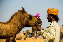 2018-ST-78-Parth-Gandhi-1-Pushkar-Camel-Fair