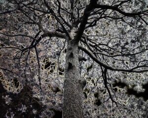 Interdependence Accumulation of Nature