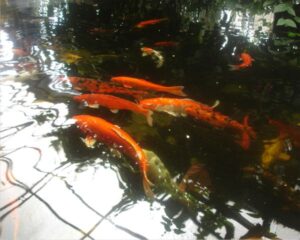 Splash of Colors Beneath the Waves