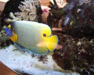 Splash of Colors Beneath the Waves