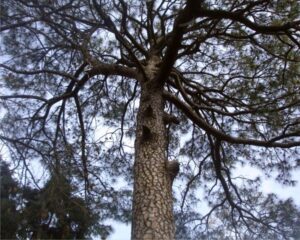 Branches Sketching Poetry Against the Sky
